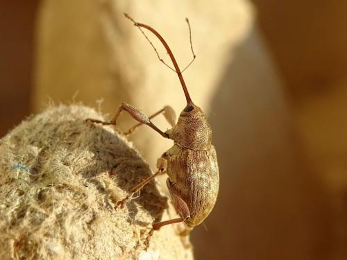Réf. 290 284 : Curculio elephas